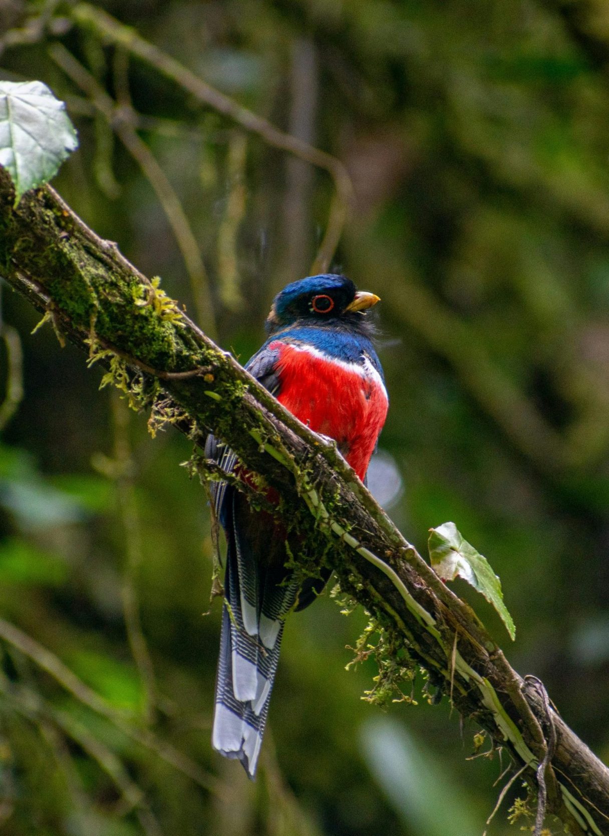 A bird that God cares for